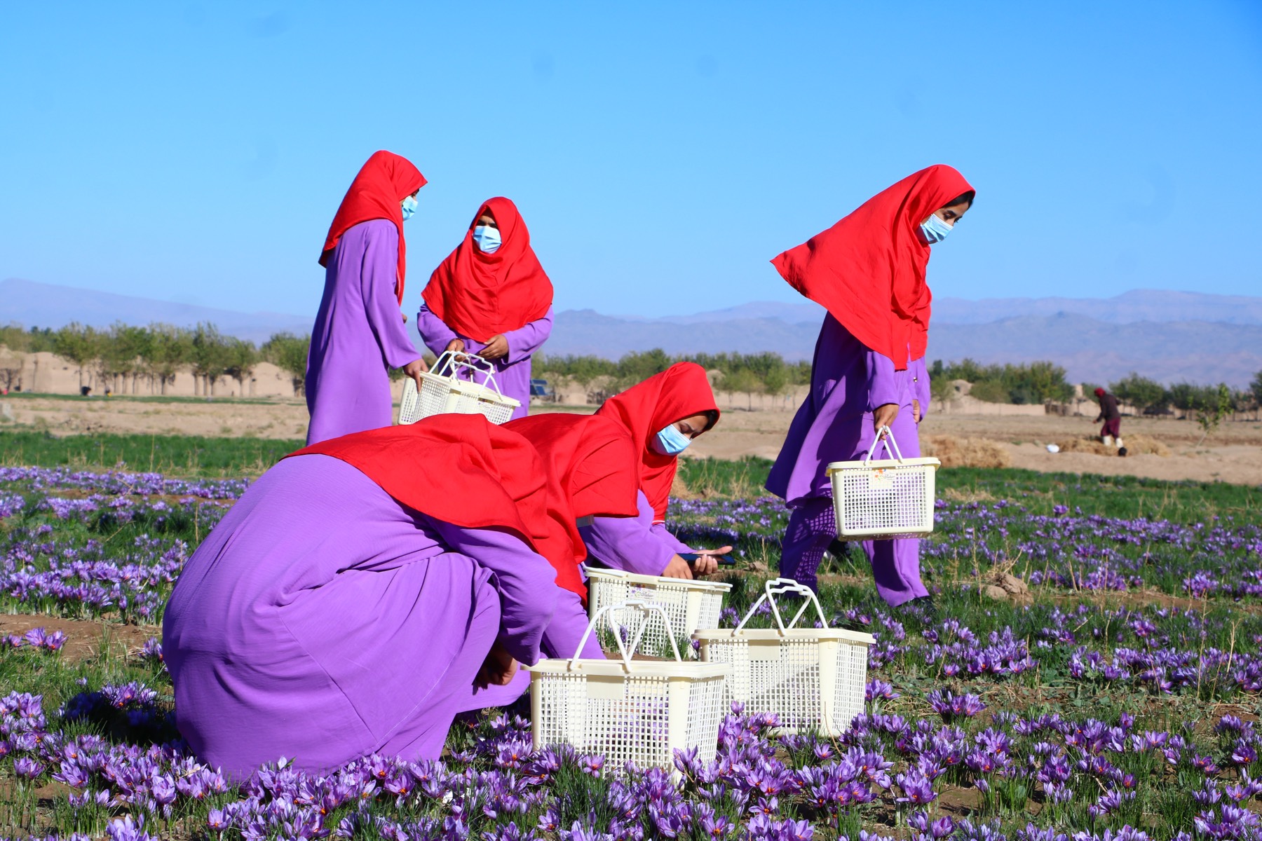 Saffron farmers harvesting in the Herat highlands