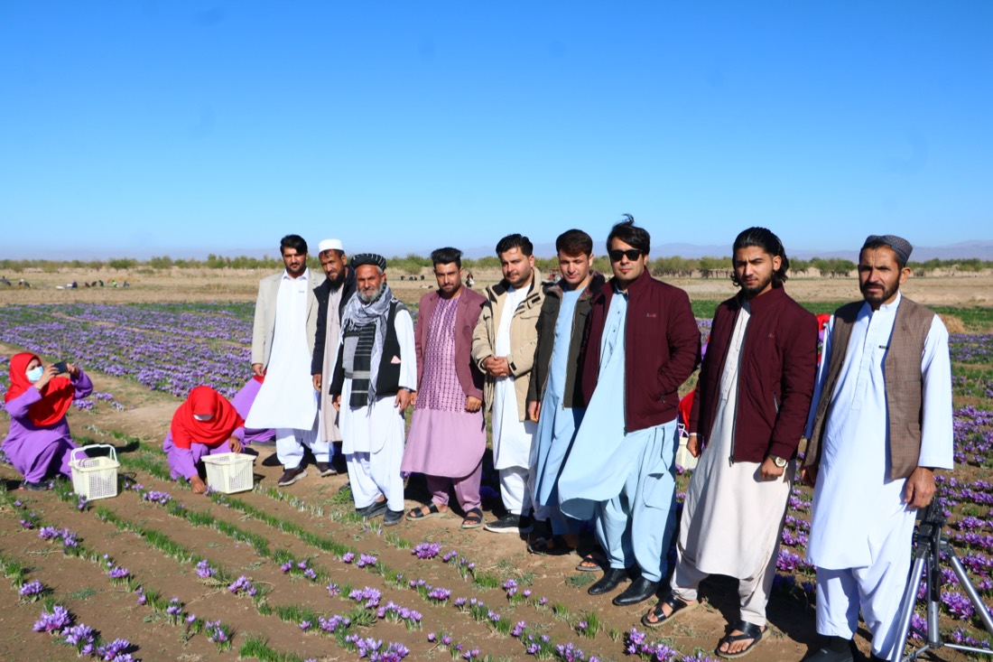 Partner farmers in a saffron field in the Herat highlands
