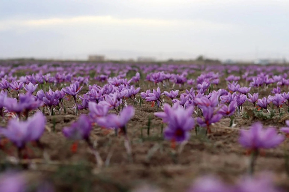 Saffron field in bloom in the Herat highlands
