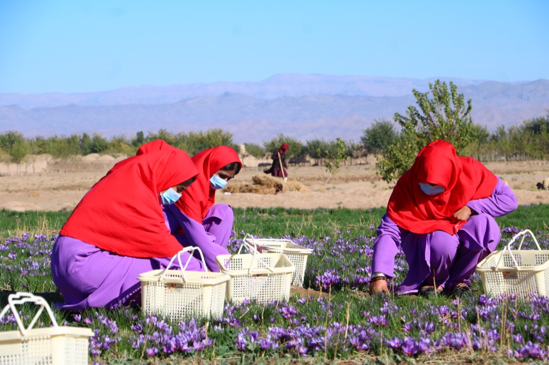 Hand-harvesting saffron flowers at dawn