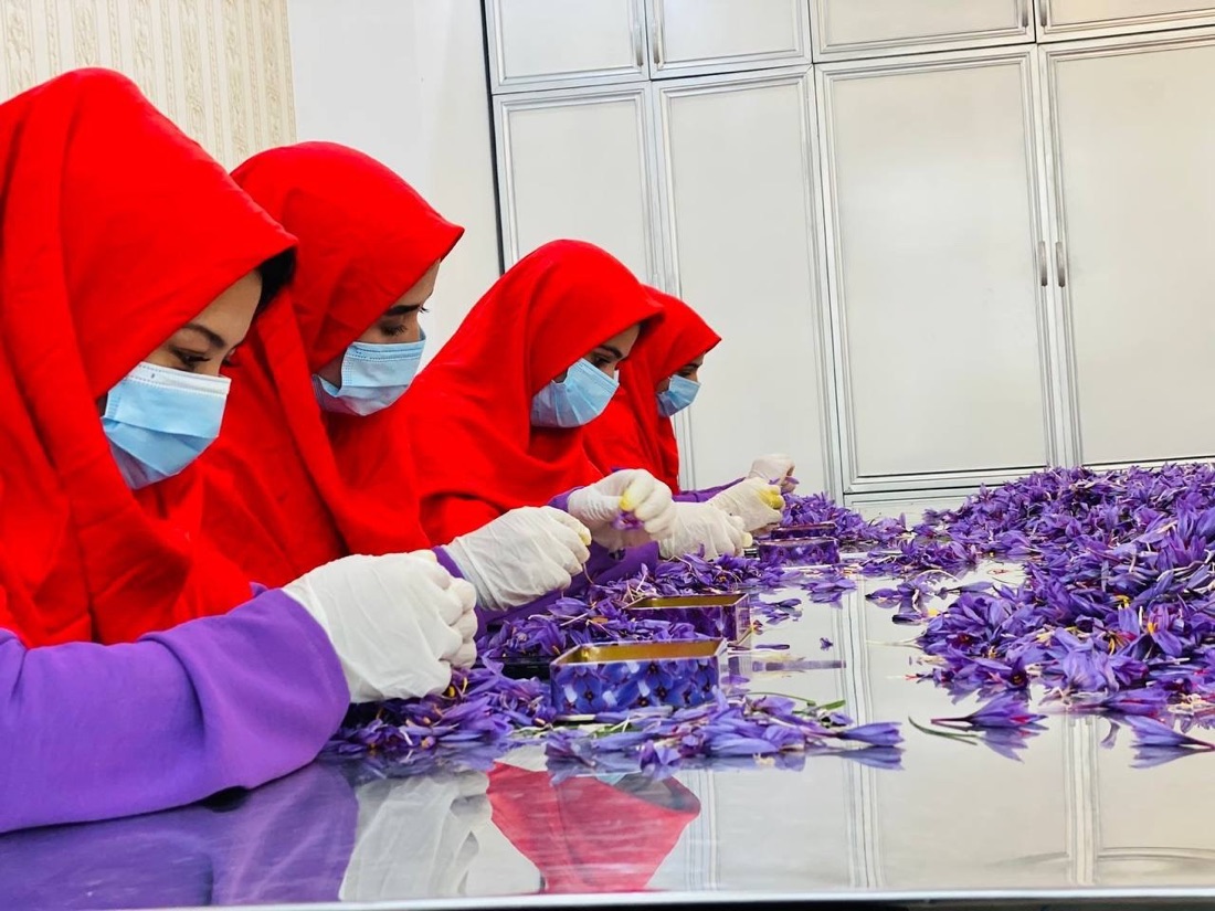 Separating saffron stigmas from freshly picked flowers