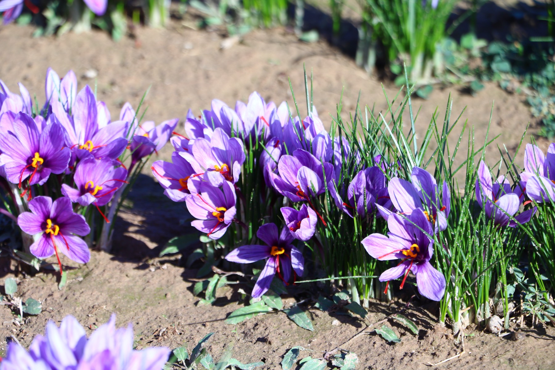 Crocus sativus flowers, the source of premium Afghan saffron
